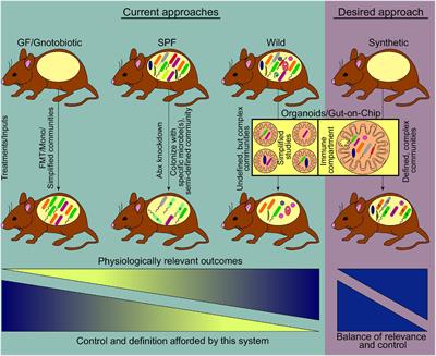 Controlled Complexity: Optimized Systems to Study the Role of the Gut Microbiome in Host Physiology